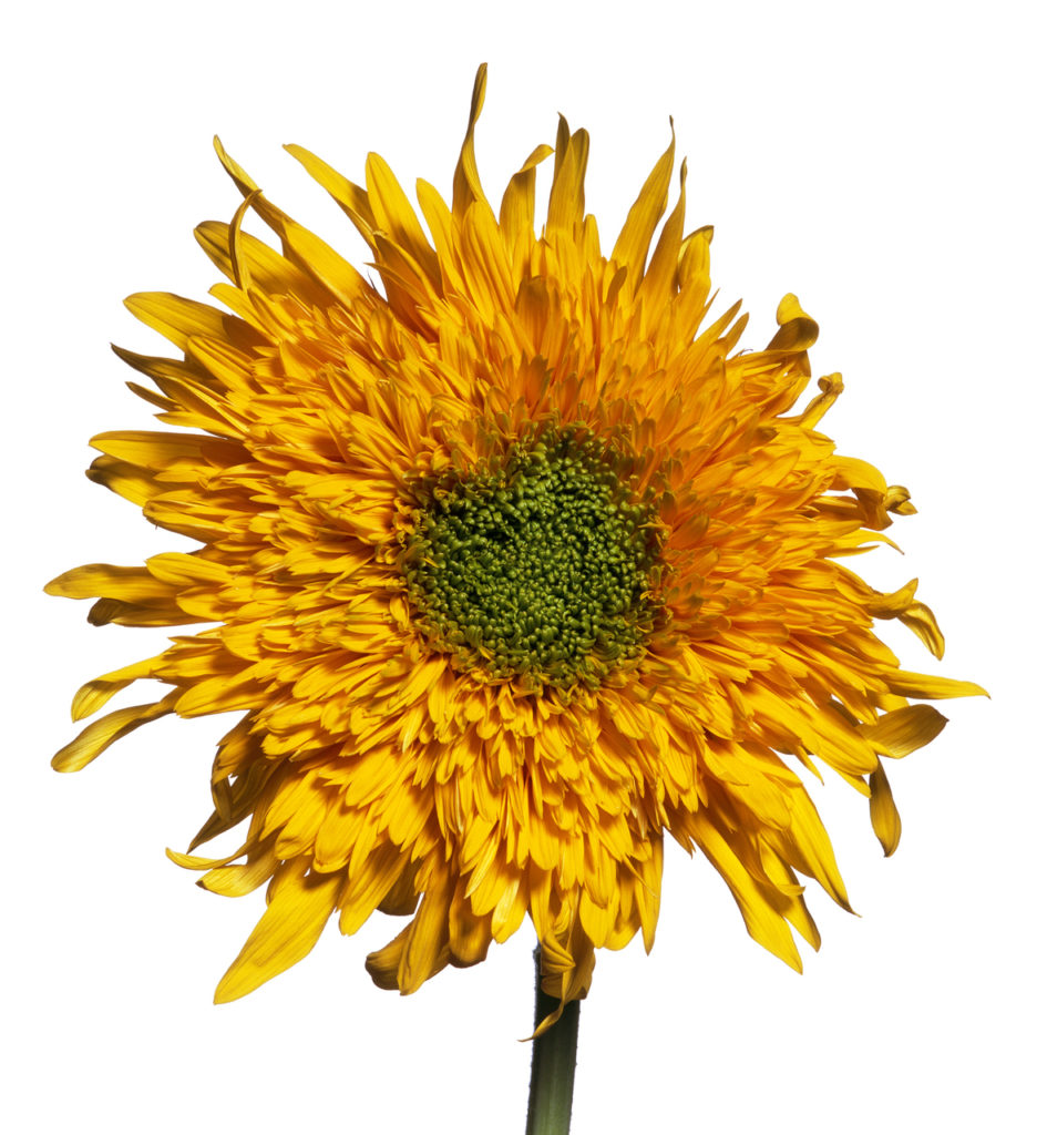 Teddy Bear Sunflower, Framed Photograph, 30 x 32