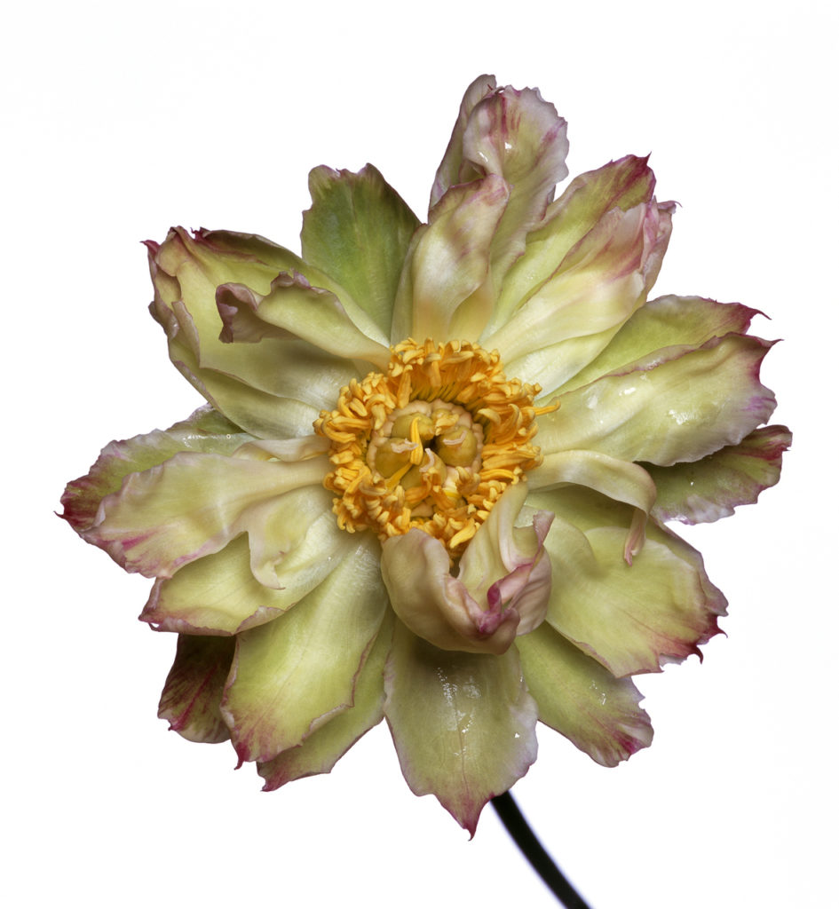 Green Lotus Peony, Framed Photograph, 51 x 56