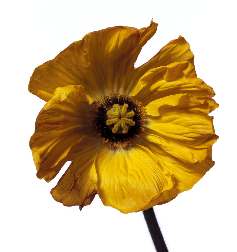 Yellow Iceland Poppy, Framed Photograph, 41 x 44