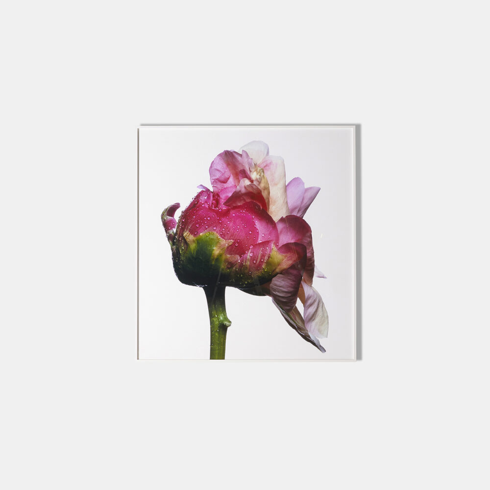 Coral Sunset Peony, Framed Photograph, 57 x 61