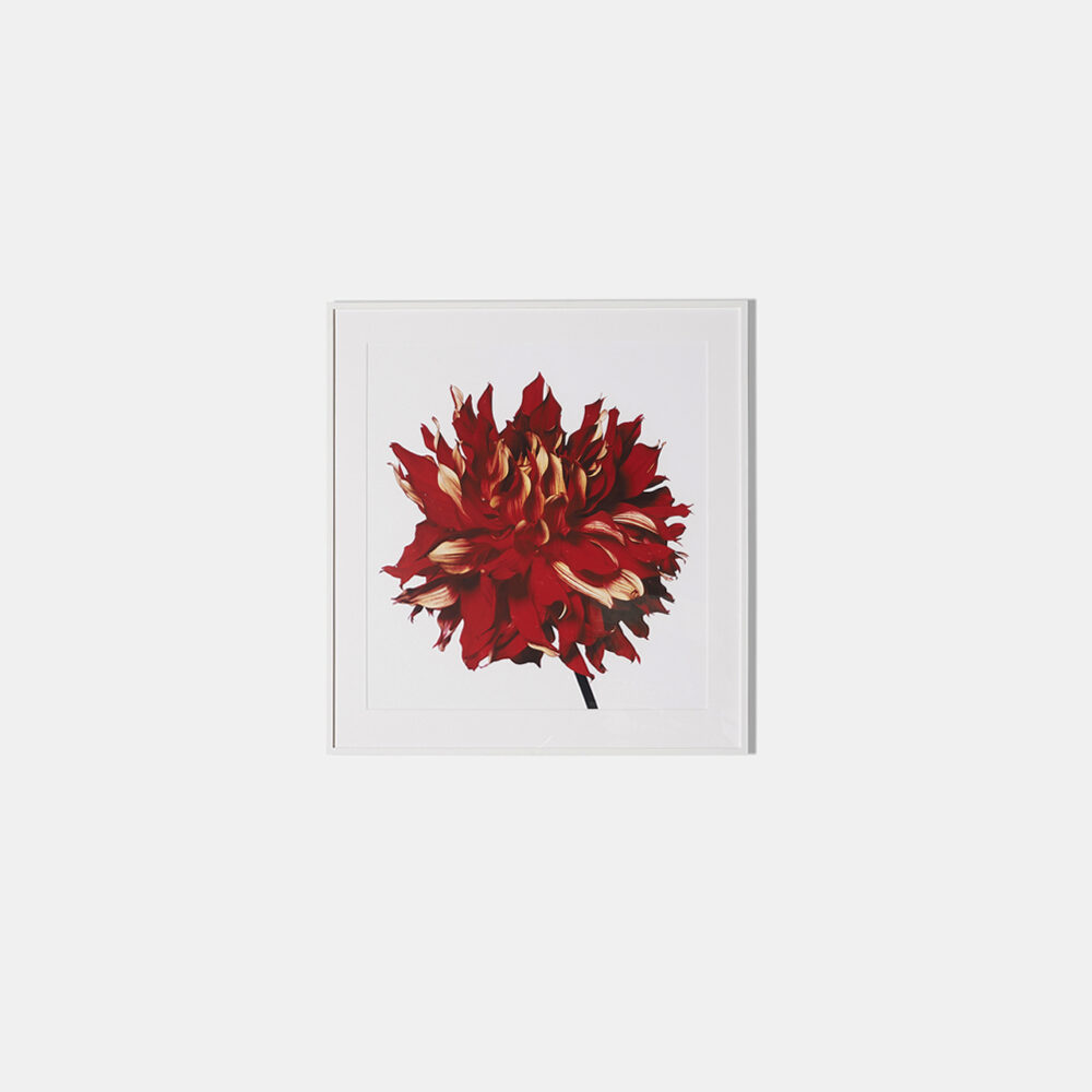 Red Fire Dahlia, Framed Photograph, 41 x 44