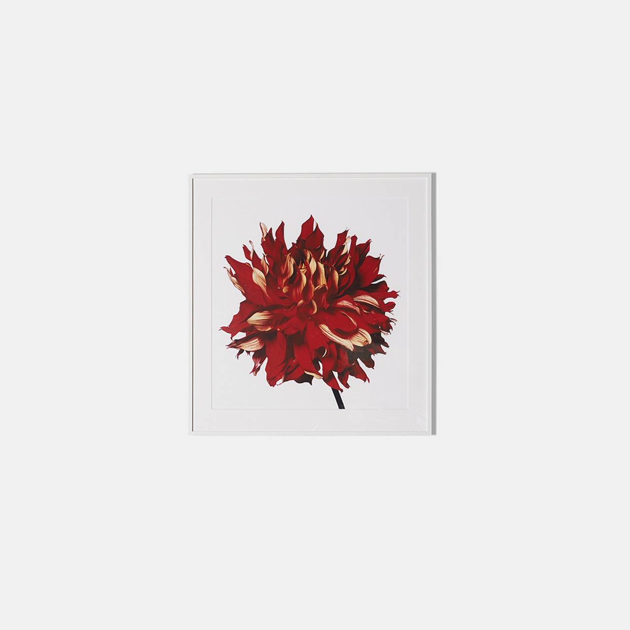 Red Fire Dahlia, Framed Photograph, 15 x 15.75