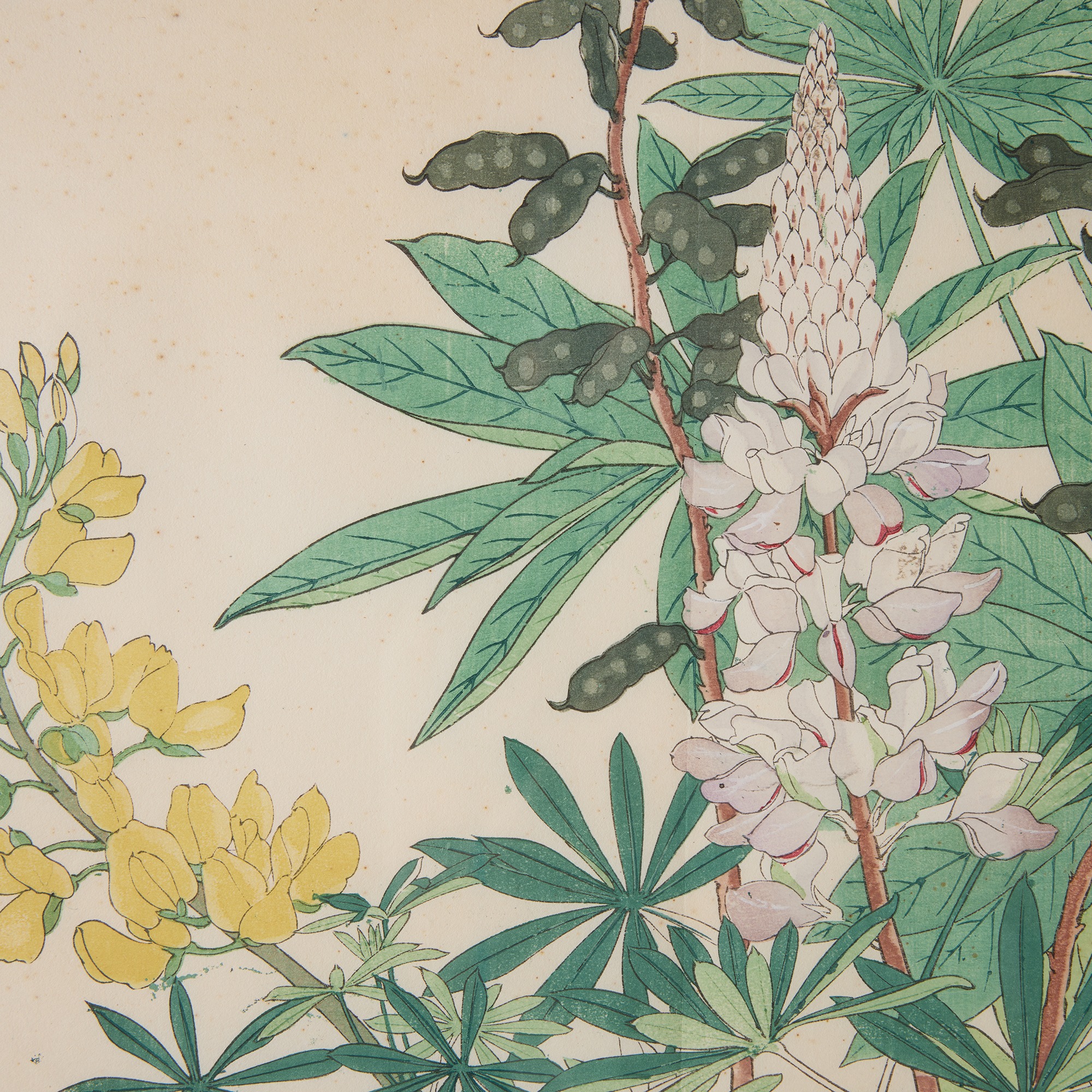 Lupine Woodblock Print by Tanigami Kōnan - Image 5