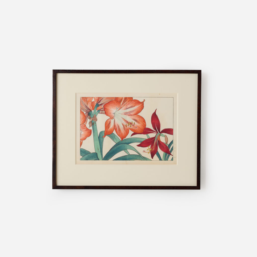 Amaryllis Woodblock Print by Tanigami Kōnan