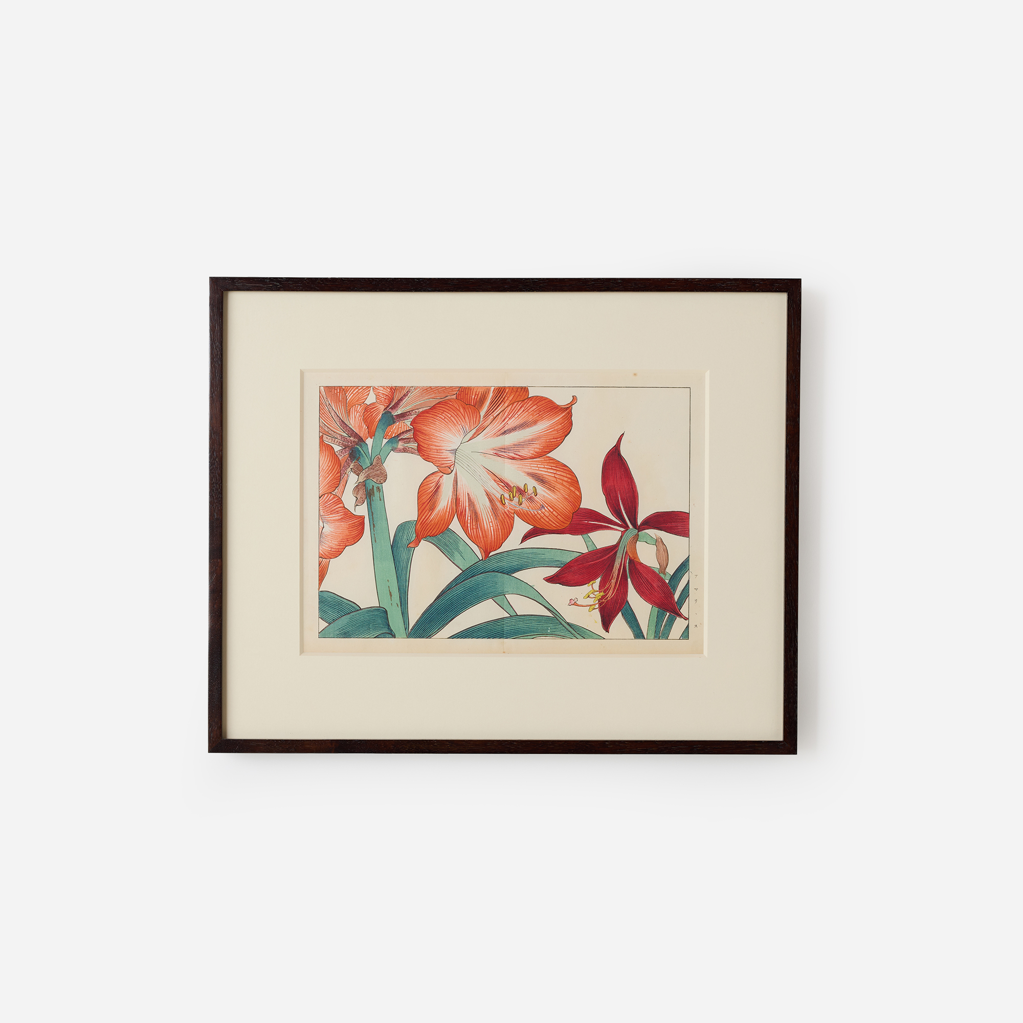 Amaryllis Woodblock Print by Tanigami Kōnan
