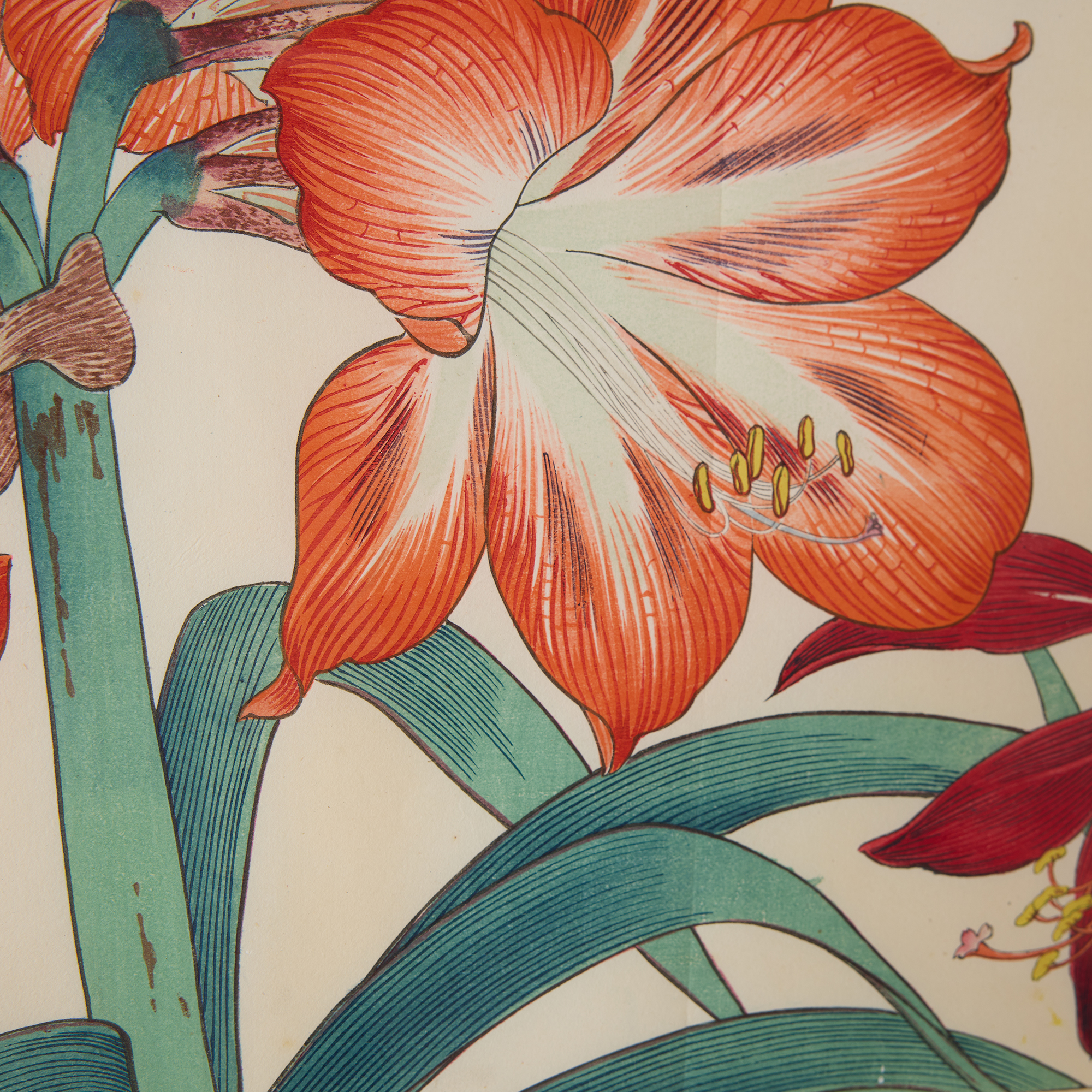 Amaryllis Woodblock Print by Tanigami Kōnan - Image 6