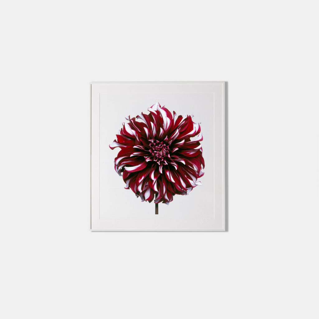 Tartan Dahlia, Framed Photograph, 15 x 15.75