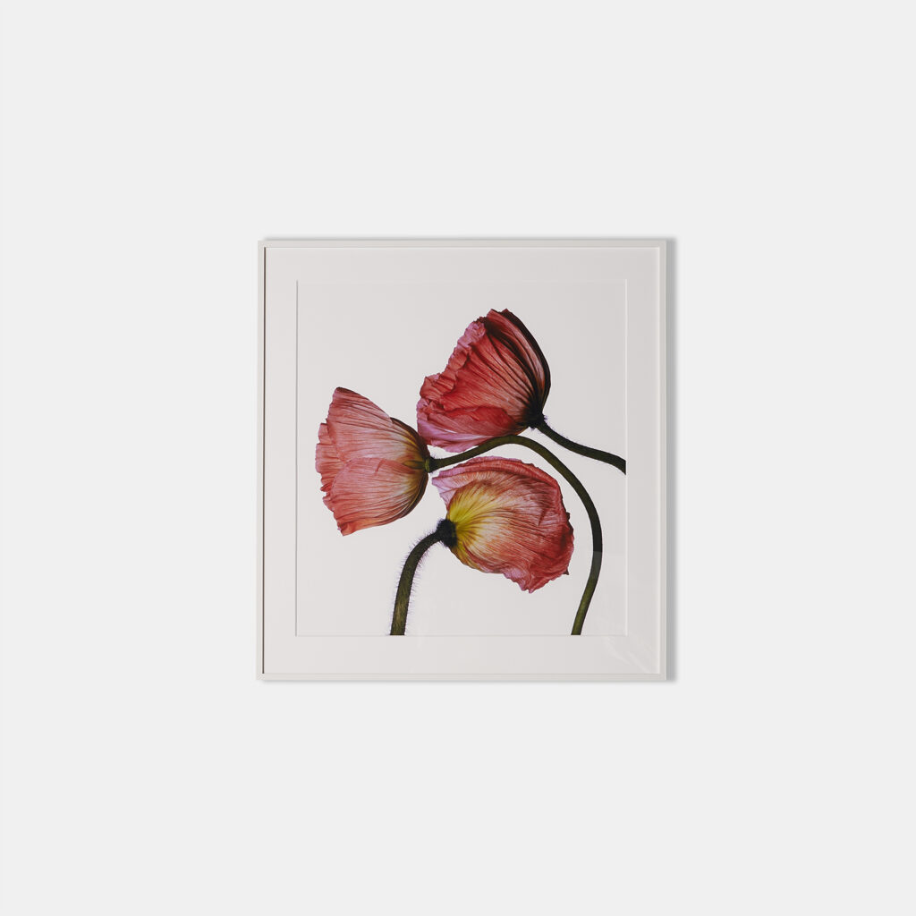 Iceland Poppy (M), Framed Photograph, 15 x 15.75