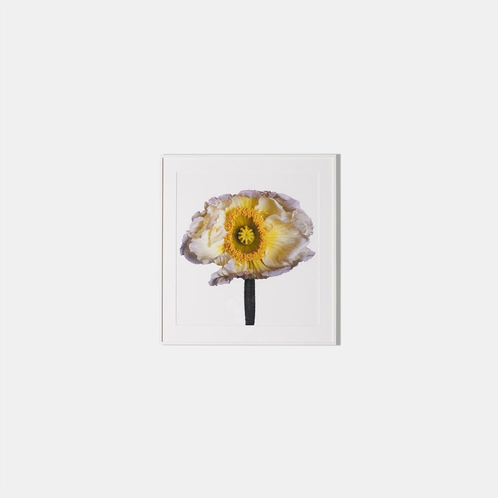 Iceland Poppy (B), Framed Photograph, 15 x 15.75